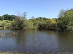 Shiloh Ranch Regional Park Pond Trail
